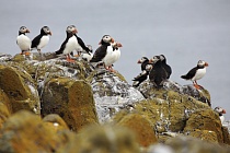 Papageitaucher auf den Farne Islands, Nordostengland