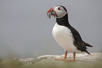 Papageitaucher auf den Farne Islands, Nordostengland