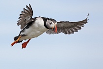 Papageitaucher auf den Farne Islands, Nordostengland
