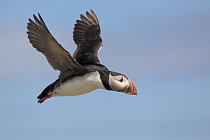 Papageitaucher auf den Farne Islands, Nordostengland