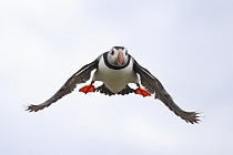 Papageitaucher auf den Farne Islands, Nordostengland