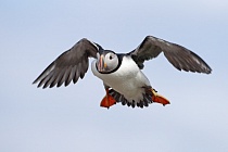 Papageitaucher auf den Farne Islands, Nordostengland