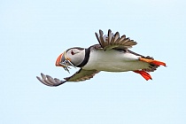 Papageitaucher auf den Farne Islands, Nordostengland