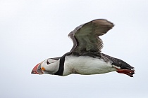 Papageitaucher auf den Farne Islands, Nordostengland