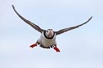 Papageitaucher auf den Farne Islands, Nordostengland