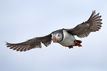 Papageitaucher auf den Farne Islands, Nordostengland