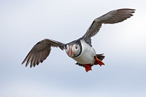 Papageitaucher auf den Farne Islands, Nordostengland