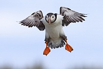 Papageitaucher auf den Farne Islands, Nordostengland