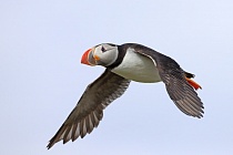 Papageitaucher auf den Farne Islands, Nordostengland