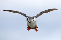 Papageitaucher auf den Farne Islands, Nordostengland
