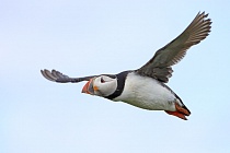 Papageitaucher auf den Farne Islands, Nordostengland