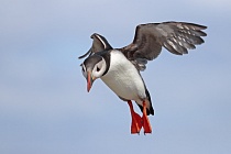 Papageitaucher auf den Farne Islands, Nordostengland