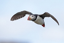 Papageitaucher auf den Farne Islands, Nordostengland