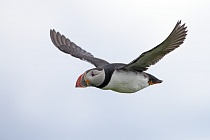 Papageitaucher auf den Farne Islands, Nordostengland