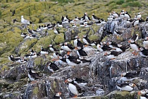 Papageitaucher auf den Farne Islands, Nordostengland