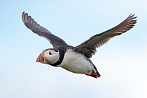Papageitaucher im Flug, Inner Farne