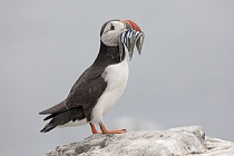 Papageitaucher auf den Farne Islands, Nordostengland