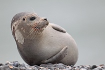 Seehund Phoca vitulina Common Seal