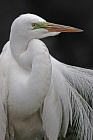 Der in großen Teilen der Welt verbreitete Silberreiher ist auch in Florida sehr häufig anzutreffen. 