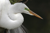 Der in großen Teilen der Welt verbreitete Silberreiher ist auch in Florida sehr häufig anzutreffen. 