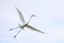 Der in großen Teilen der Welt verbreitete Silberreiher ist auch in Florida sehr häufig anzutreffen. 