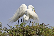 Der in großen Teilen der Welt verbreitete Silberreiher ist auch in Florida sehr häufig anzutreffen. 