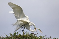 Der in großen Teilen der Welt verbreitete Silberreiher ist auch in Florida sehr häufig anzutreffen. 