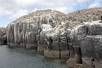 Trottellummea auf den Klippen der Insel Staple Island, Nordostengland
