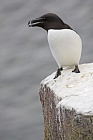 Der Tordalk ist ein weiterer Vertreter der Alkenvögel. Neben seinen Verwandten, den Papageitauchern und Trottellummen, lebt eine kleine Population auch auf den Farne Inseln.