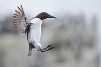 Trottellumme auf Staple island