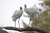 Der Waldstorch hat seinen Verbreitungsschwerpunkt in Süd- und Mittelamerika. In Nordamerika kommt er nur im Südosten (Florida, Georgia, South Carolina) vor. Dort ist er die einzige Storchenart. Er lebt in Feuchtgebieten und ernährt sich von Fischen, Amphibien und großen Insekten.