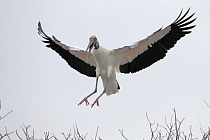 Der Waldstorch hat seinen Verbreitungsschwerpunkt in Süd- und Mittelamerika. In Nordamerika kommt er nur im Südosten (Florida, Georgia, South Carolina) vor. Dort ist er die einzige Storchenart. Er lebt in Feuchtgebieten und ernährt sich von Fischen, Amphibien und großen Insekten.
