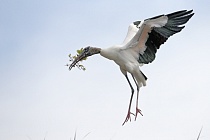 Der Waldstorch hat seinen Verbreitungsschwerpunkt in Süd- und Mittelamerika. In Nordamerika kommt er nur im Südosten (Florida, Georgia, South Carolina) vor. Dort ist er die einzige Storchenart. Er lebt in Feuchtgebieten und ernährt sich von Fischen, Amphibien und großen Insekten.