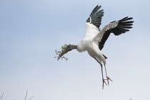 Der Waldstorch hat seinen Verbreitungsschwerpunkt in Süd- und Mittelamerika. In Nordamerika kommt er nur im Südosten (Florida, Georgia, South Carolina) vor. Dort ist er die einzige Storchenart. Er lebt in Feuchtgebieten und ernährt sich von Fischen, Amphibien und großen Insekten.