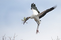 Der Waldstorch hat seinen Verbreitungsschwerpunkt in Süd- und Mittelamerika. In Nordamerika kommt er nur im Südosten (Florida, Georgia, South Carolina) vor. Dort ist er die einzige Storchenart. Er lebt in Feuchtgebieten und ernährt sich von Fischen, Amphibien und großen Insekten.
