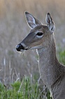 Der Weißwedelhirsch kommt in Florida häufig vor. Normale Tiere erreichen eine Schulterhöhre von ca. 1m, auf den Florida Keys kommt eine Zwergform von nur ca. 60cm Schulterhöhe vor.