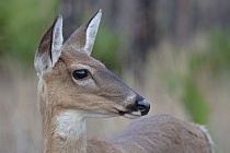 Der Weißwedelhirsch kommt in Florida häufig vor. Normale Tiere erreichen eine Schulterhöhre von ca. 1m, auf den Florida Keys kommt eine Zwergform von nur ca. 60cm Schulterhöhe vor.