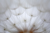 Wiesenbocksbart Tragopogon pratense Goatsbeard Fruchtstand