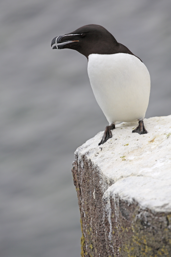 Der Tordalk ist ein weiterer Vertreter der Alkenvögel. Neben seinen Verwandten, den Papageitauchern und Trottellummen, lebt eine kleine Population auch auf den Farne Inseln.