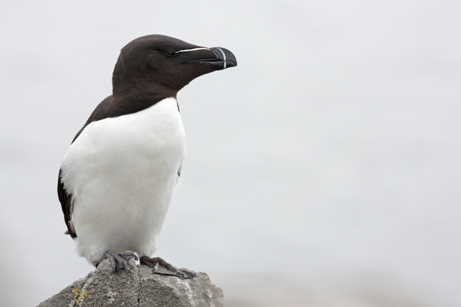 Der Tordalk ist ein weiterer Vertreter der Alkenvögel. Neben seinen Verwandten, den Papageitauchern und Trottellummen, lebt eine kleine Population auch auf den Farne Inseln.