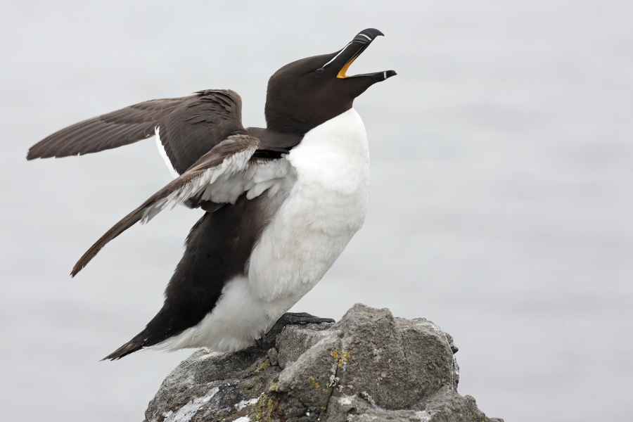 Der Tordalk ist ein weiterer Vertreter der Alkenvögel. Neben seinen Verwandten, den Papageitauchern und Trottellummen, lebt eine kleine Population auch auf den Farne Inseln.