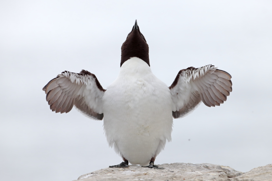 Der Tordalk ist ein weiterer Vertreter der Alkenvögel. Neben seinen Verwandten, den Papageitauchern und Trottellummen, lebt eine kleine Population auch auf den Farne Inseln.