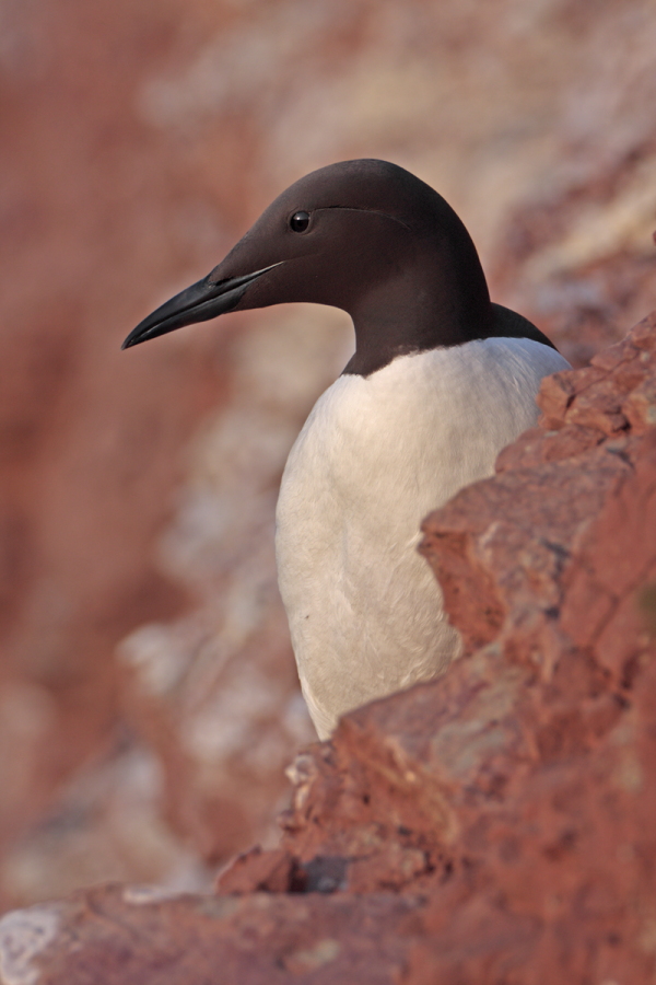 Trottellumme auf Helgoland
