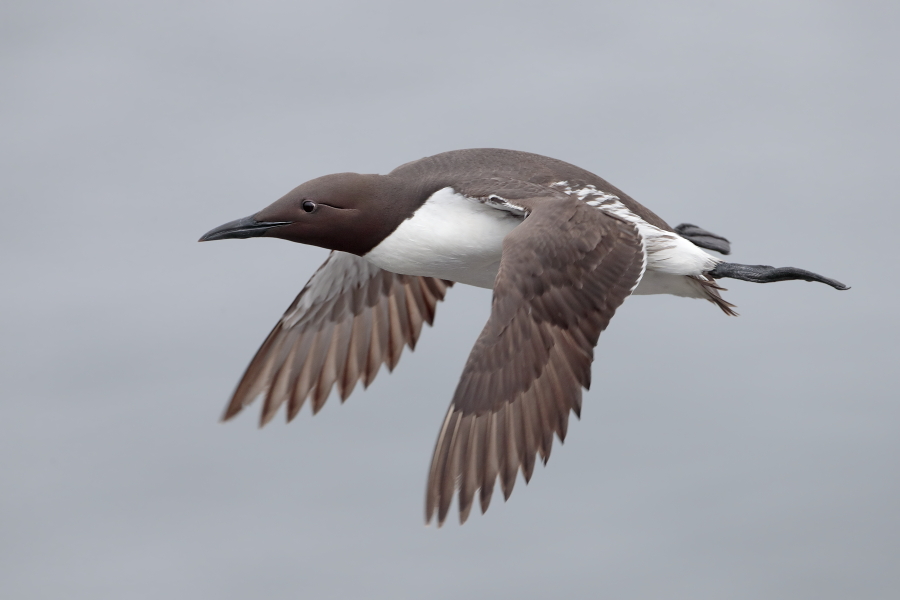 Trottellumme auf den Farne Islands, Nordostengland