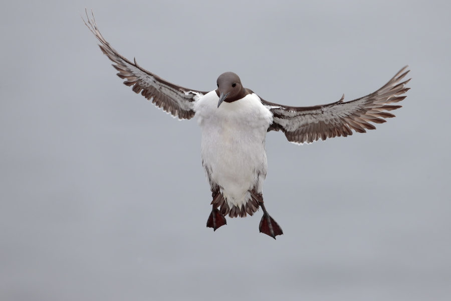 Trottellumme auf den Farne Islands, Nordostengland