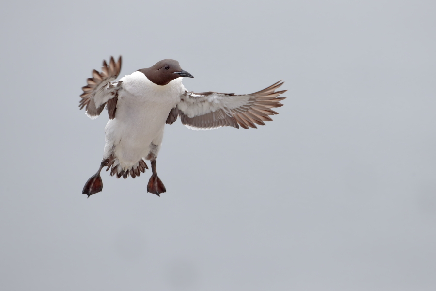 Trottellumme auf den Farne Islands, Nordostengland