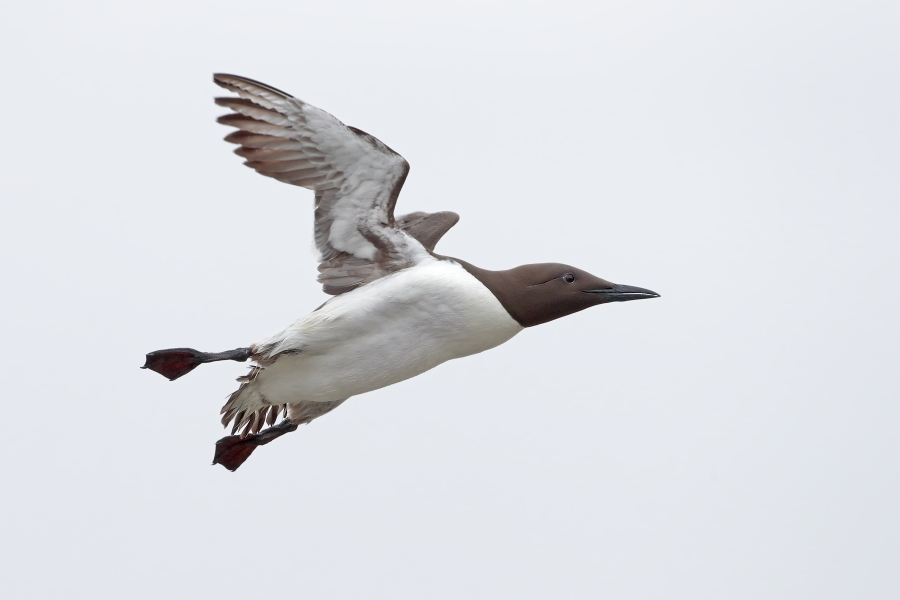 Trottellumme auf den Farne Islands, Nordostengland