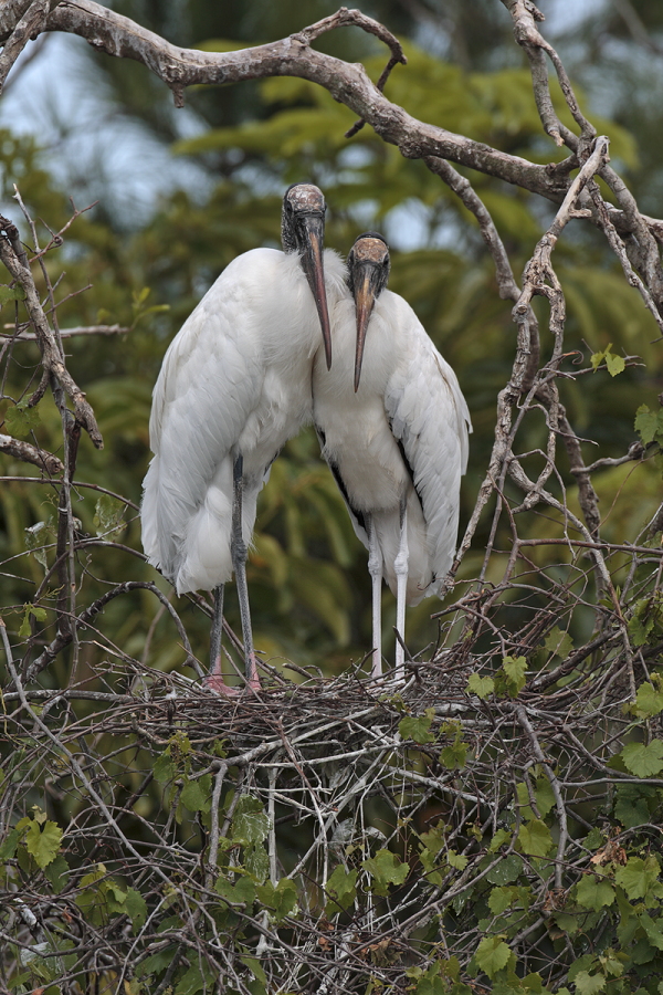 Der Waldstorch hat seinen Verbreitungsschwerpunkt in Süd- und Mittelamerika. In Nordamerika kommt er nur im Südosten (Florida, Georgia, South Carolina) vor. Dort ist er die einzige Storchenart. Er lebt in Feuchtgebieten und ernährt sich von Fischen, Amphibien und großen Insekten.
