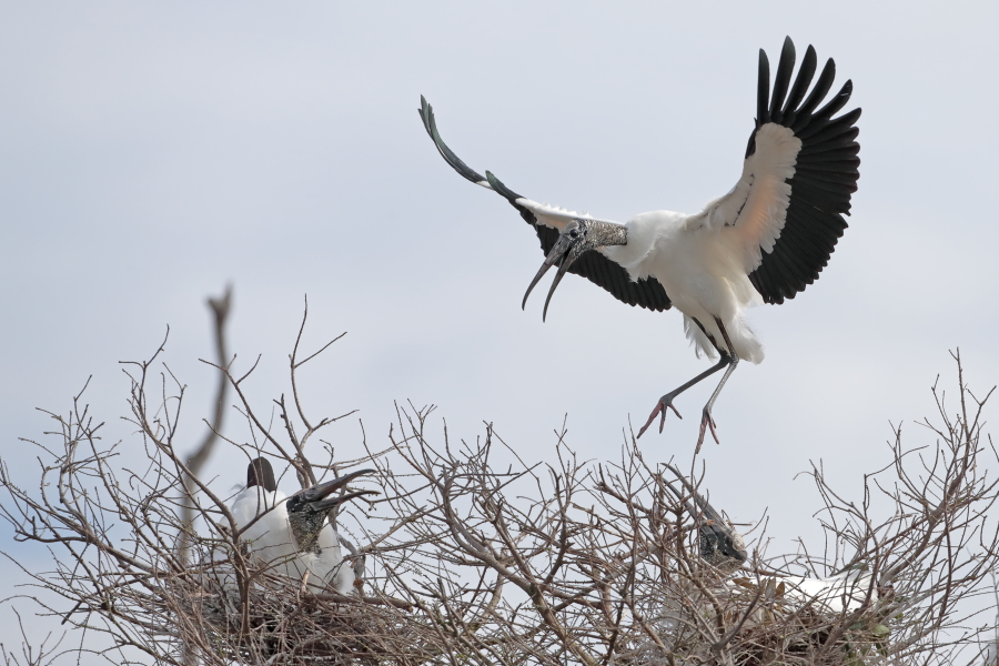 Der Waldstorch hat seinen Verbreitungsschwerpunkt in Süd- und Mittelamerika. In Nordamerika kommt er nur im Südosten (Florida, Georgia, South Carolina) vor. Dort ist er die einzige Storchenart. Er lebt in Feuchtgebieten und ernährt sich von Fischen, Amphibien und großen Insekten.