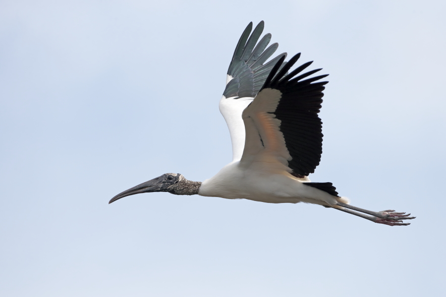 Der Waldstorch hat seinen Verbreitungsschwerpunkt in Süd- und Mittelamerika. In Nordamerika kommt er nur im Südosten (Florida, Georgia, South Carolina) vor. Dort ist er die einzige Storchenart. Er lebt in Feuchtgebieten und ernährt sich von Fischen, Amphibien und großen Insekten.